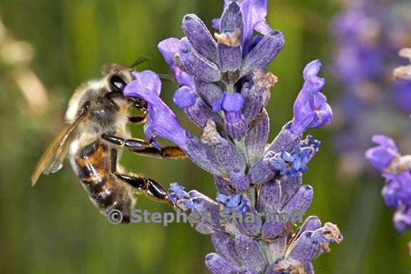 bee on lavender 3461e graphic